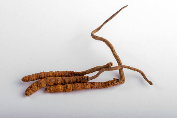 Yarsagumba Cordyceps sinensis Ophiocordyceps sinensis