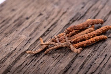 Yarsagumba Çin Cordyceps 2022 Nepal