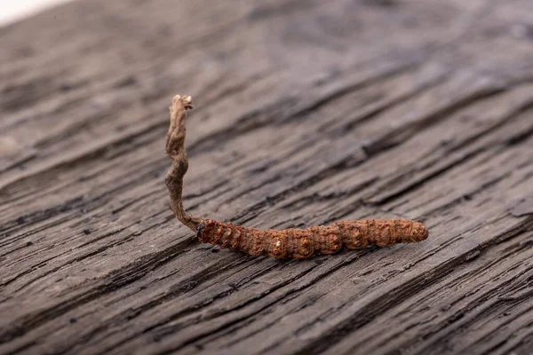 Yarsagumba Chinese Cordyceps 2022 Nepal — Stockfoto