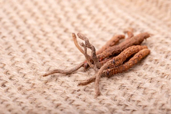 Yarsagumba Chinese Cordyceps 2022 Nepal — стоковое фото