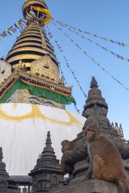 Kathmandu 'daki maymun tapınağı, Nepal. 12 Aralık 2021