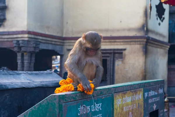 Tempio Delle Scimmie Kathmandu Nepal Dicembre 2021 — Foto Stock