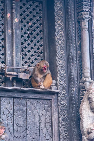 Templo Dos Macacos Katmandu Nepal Dezembro 2021 — Fotografia de Stock