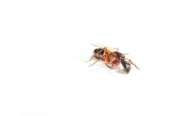 Giant Ant White Background — Stock Photo, Image