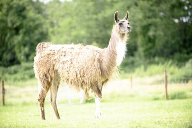 Yeşil çimlerin üzerinde bir yavrusu olan dişi bir lama. Yaz mevsimi ve İrlanda 'da güneşli bir gün.