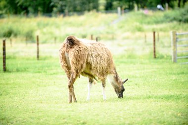 Yeşil çimlerin üzerinde bir yavrusu olan dişi bir lama. Yaz mevsimi ve İrlanda 'da güneşli bir gün.