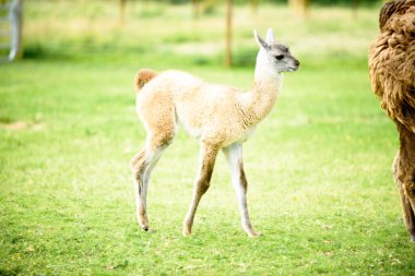 Yeşil çimlerin üzerinde bir yavrusu olan dişi bir lama. Yaz mevsimi ve İrlanda 'da güneşli bir gün.