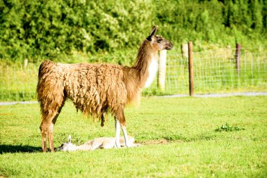 Yeşil çimlerin üzerinde bir yavrusu olan dişi bir lama. Yaz mevsimi ve İrlanda 'da güneşli bir gün.