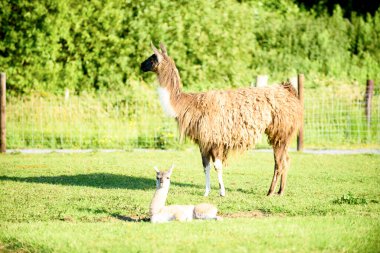 Yeşil çimlerin üzerinde bir yavrusu olan dişi bir lama. Yaz mevsimi ve İrlanda 'da güneşli bir gün.