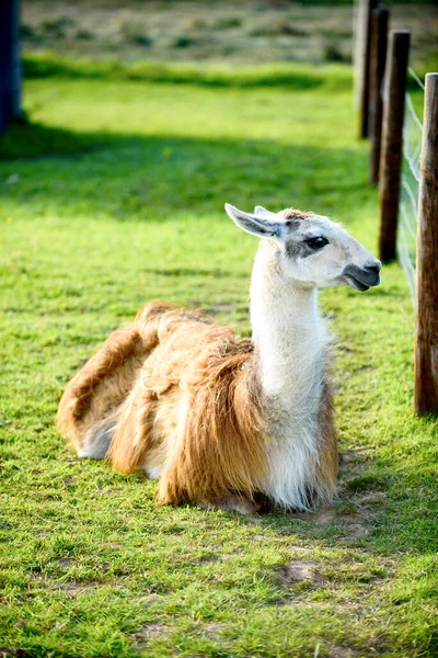 Female Llama Cub Background Green Grass Summer Sunny Day Ireland — Stock Photo, Image