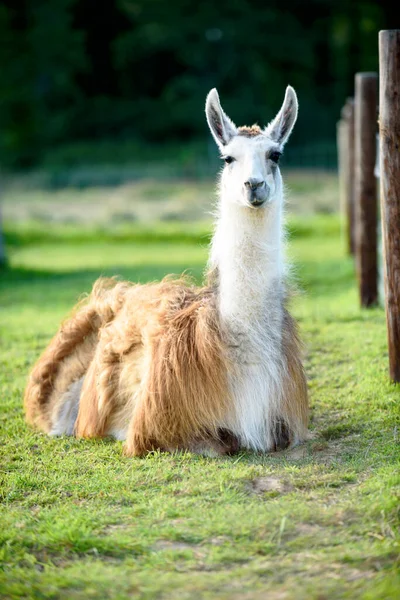 Female Llama Cub Background Green Grass Summer Sunny Day Ireland — стоковое фото