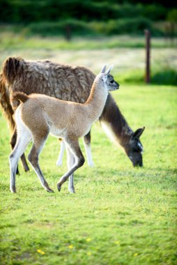 Yeşil çimlerin üzerinde bir yavrusu olan dişi bir lama. Yaz mevsimi ve İrlanda 'da güneşli bir gün.