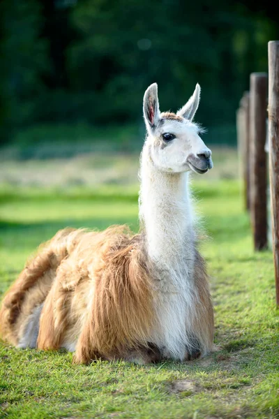 Female Llama Cub Background Green Grass Summer Sunny Day Ireland — Foto Stock