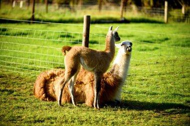 Yeşil çimlerin üzerinde bir yavrusu olan dişi bir lama. Yaz mevsimi ve İrlanda 'da güneşli bir gün.