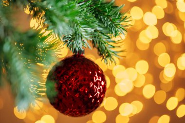 Kırmızı Noel balosu, köknar ağacının dalında altın bokeh ışıkları üzerinde asılı duruyor.