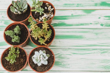 Yeşil yıpranmış ahşap arka plan üst görünümünde sulu lahana