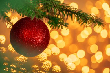 Kırmızı Noel balosu, köknar ağacının dalında altın bokeh ışıkları üzerinde asılı duruyor.