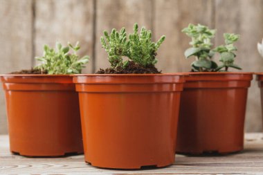 kahverengi plastik tencere mini yeşil sulu ev bitkileri