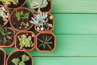 Yeşil yıpranmış ahşap arka plan üst görünümünde sulu lahana