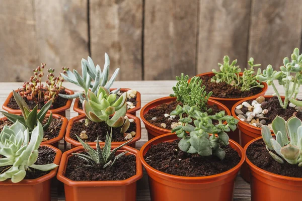 Mini plantas de casa suculentas verdes en macetas de plástico marrón —  Fotos de Stock