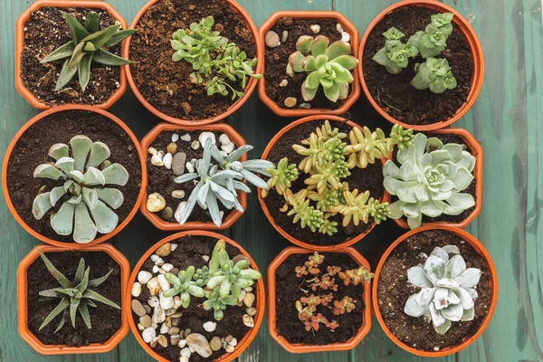 Várias suculentas em pequenos potes em uma mesa de madeira — Fotografia de Stock