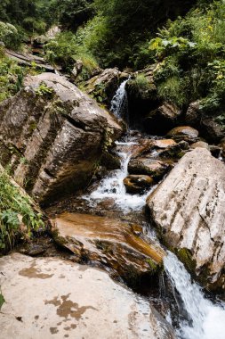 Dağ deresi deresi sonbahar ormanlarından akıyor.
