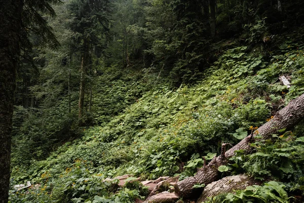 Глубоко зеленый осенний заросший лес для фона — стоковое фото