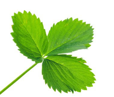 Yeşil çilek bitki yaprak beyaz arka plan üzerinde izole