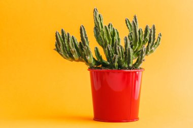 Sarı arka planda sulu bir bitki.