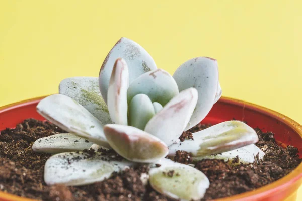 Planta suculenta sobre fondo amarillo. — Foto de Stock