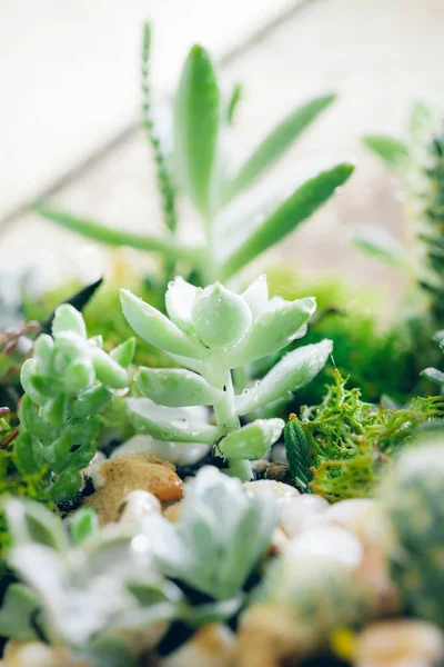 Primer plano de un florero de vidrio con plantas suculentas y maceta ingométrica de cactus pequeño — Foto de Stock