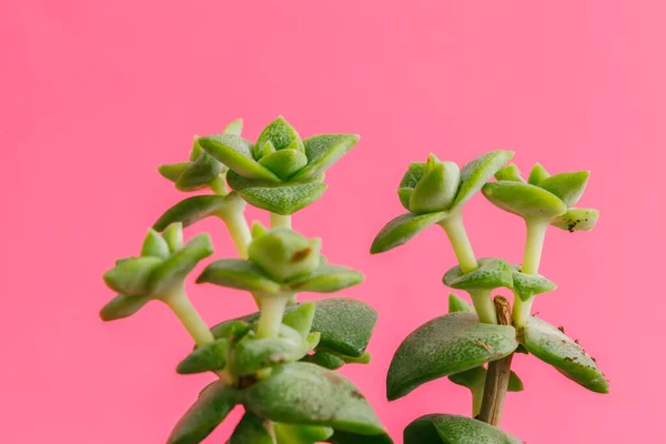 Sappige planten op pastel roze achtergrond. Platte lay. — Stockfoto