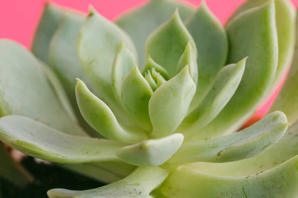 Plantas suculentas sobre fondo rosa pastel. Puesta plana . — Foto de Stock