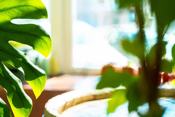 Sluiten van huis plant tak met bladeren in het zonlicht — Stockfoto