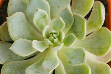 Pastel pembe arka plan üzerinde sulu bitkiler. Düz yatıyordu.