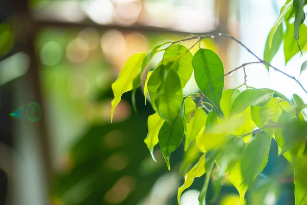 Primer plano de la rama de la planta de la casa con hojas a la luz del sol — Foto de Stock