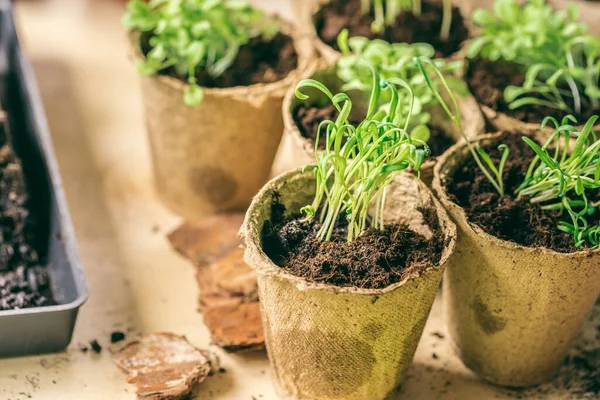 Plante en pot de tourbe de semis sur une table en bois — Photo