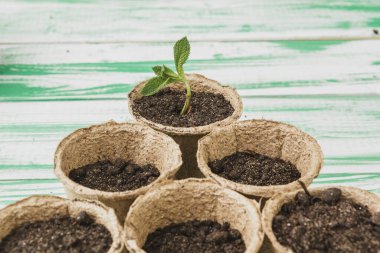 Ahşap masa üzerinde sulu ev bitki koleksiyonu yakın