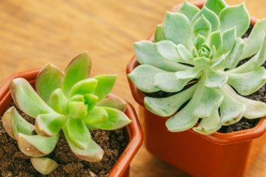 Sulu çiçekli ev bitkileri arka plan.