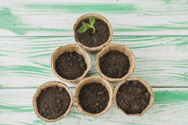 Ahşap masa üzerinde sulu ev bitki koleksiyonu yakın