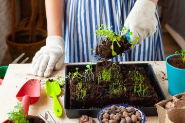 Kadınların elleri saksıda filizlenen toprak ya da konteynırda toprak