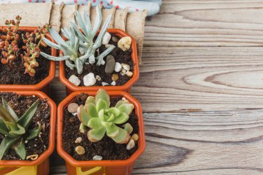 Sulu transplantasyon süreci. Mini lahana ve bahçe aksesuarları