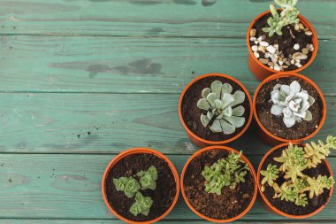 ahşap bir masa üzerinde küçük tencere birden fazla sulu