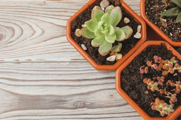 Mini hijau lezat rumah tanaman dalam pot plastik coklat — Stok Foto