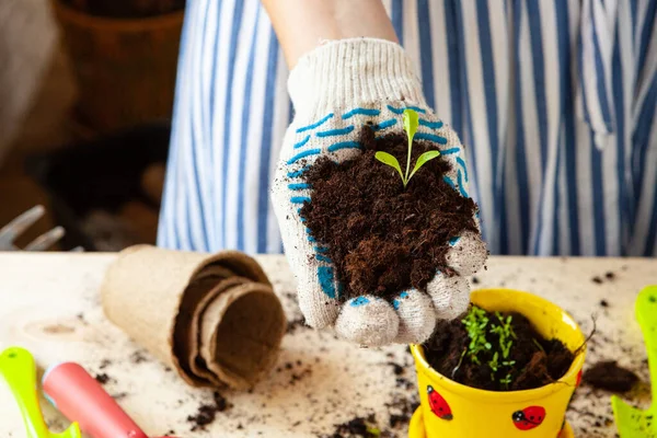 Gros plan des mains transplantant une plante dans un nouveau pot — Photo