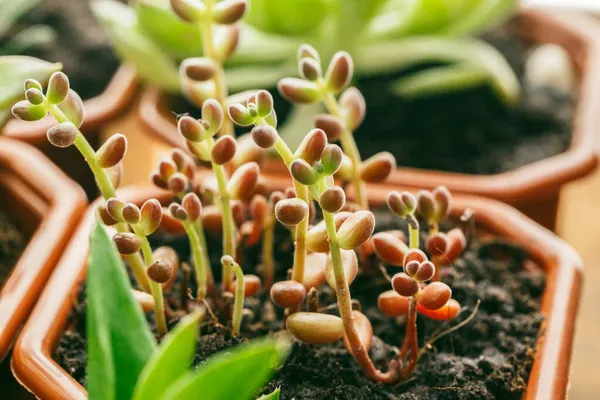 Suculentas plantas de flores de la casa fondo . —  Fotos de Stock