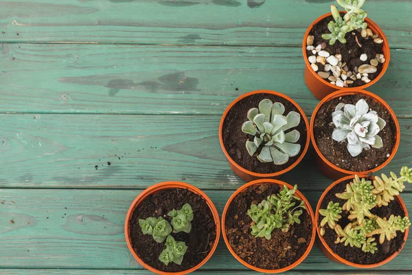 Succulente multiplo in piccole pentole su un tavolo di legno — Foto Stock