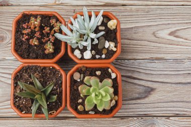 kahverengi plastik tencere mini yeşil sulu ev bitkileri