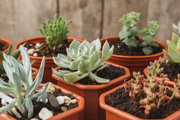 Mini-verde plantas suculentas casa em vasos de plástico marrom — Fotografia de Stock