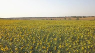 Gün batımında bir ayçiçeği tarlasının hava aracı görüntüsü